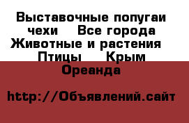 Выставочные попугаи чехи  - Все города Животные и растения » Птицы   . Крым,Ореанда